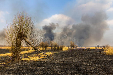 公司 农业 燃烧 污染 自然 灌木 长的 风景 火焰 森林