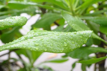 雨后春笋