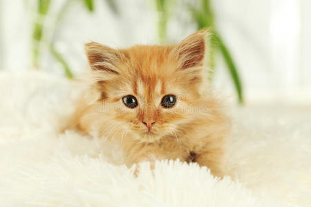 白色格子花纹的红头发小猫。