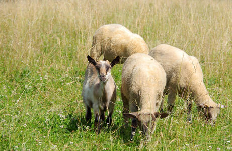 绵羊和山羊图片