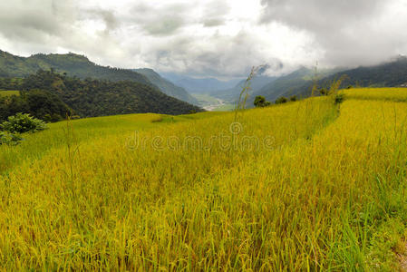 尼泊尔的稻田