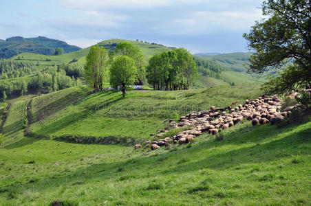 成群的羊聚集在山上