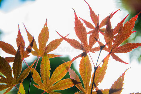 秋枫树叶模糊的背景