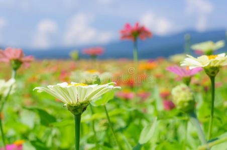 五彩缤纷的雏菊