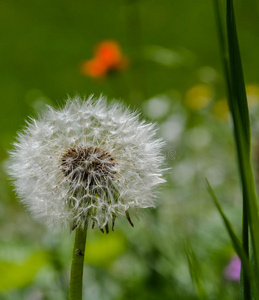 开着模糊的红花的蒲公英照片