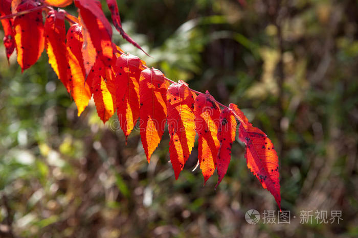 五彩缤纷的秋叶，加拿大