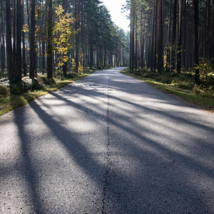 清晨的阳光照耀着秋天的道路