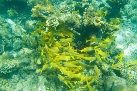 在珊瑚附近游动的鱼群