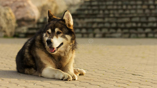 阿拉斯加狗躺在混凝土上