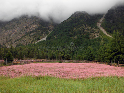 季风时期喜马拉雅山的粉红色荞麦田