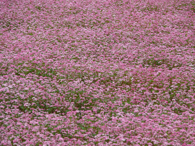 领域的荞麦图片