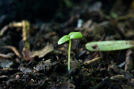 从土壤上的种子长出来的绿色嫩芽。