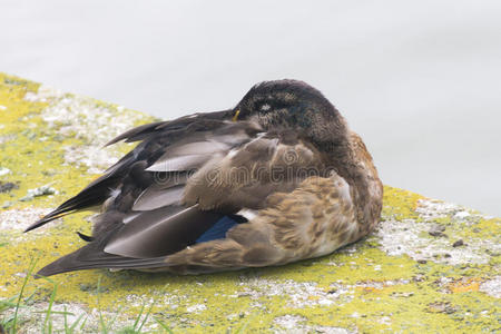 一只深褐色的鸭子躺在水边长满苔藓的石头上