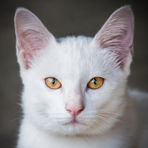 漂亮的猫眼图片