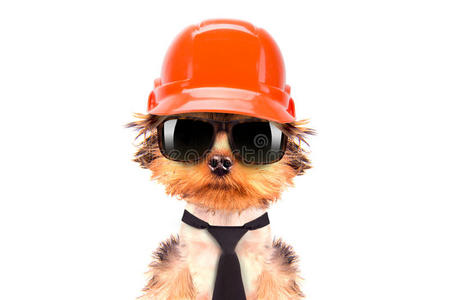 打扮成建筑工人的狗