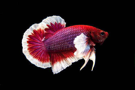 暹罗斗鱼照片
