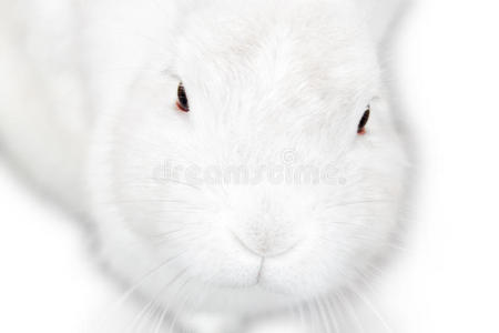 一只可爱的毛茸茸的孤立的白色兔子。