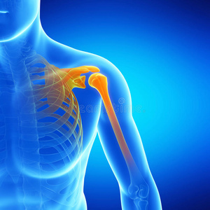 肩膀骨骼图片