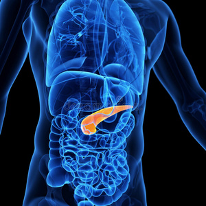 的胰腺图片