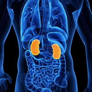 在人体内的痛苦尿肾系统突出显示的肾脏肾脏突出显示的肾脏指已提到的