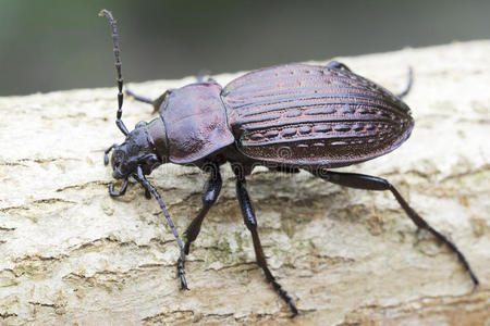 (鳃金龟鳃金龟) 在薄荷叶子上白色背景下的俄罗斯皮革甲虫-伊雷米塔