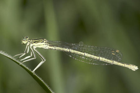 桔梗/白腿豆娘,女性特写照片