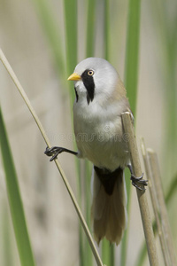 自然栖息地的须山雀panurus biarmicus