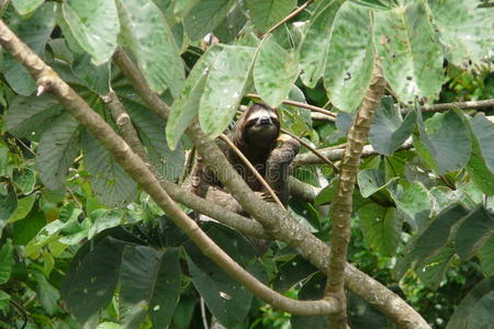 三趾树懒休息在一个树枝上靠近雨篷塔洛奇，巴拿马