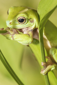澳洲绿树蛙