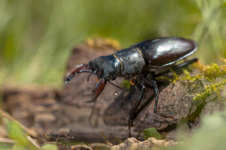 鹿甲虫lucanus cervus在森林里的一块木头上行走