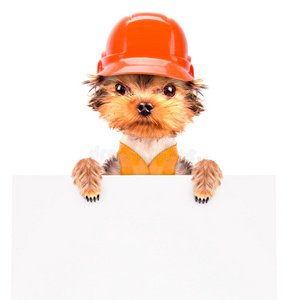 狗打扮成建筑工人和横幅