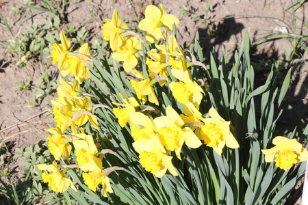 水仙花水仙花