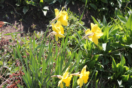 水仙花水仙花