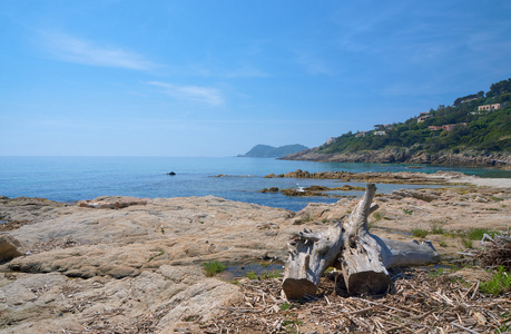 树和地中海在海边岩石上的树干