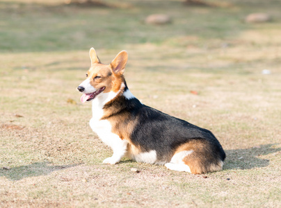 彭布罗克威尔士柯基犬图片图片