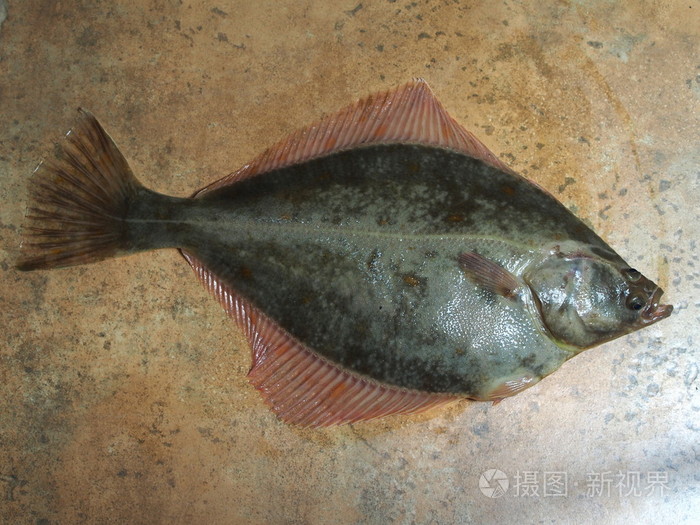 大鱼比目鱼照片-正版商用图片1jddma-摄图新视界