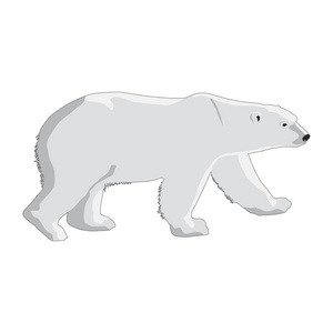 北极熊在白色背景上孤立