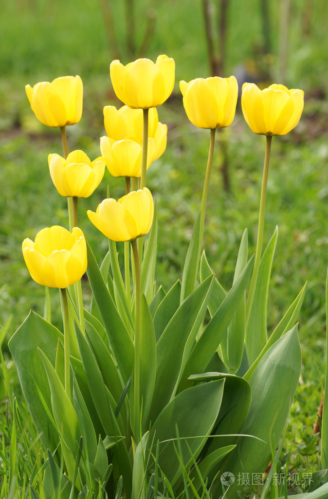 在花园里的黄色郁金香