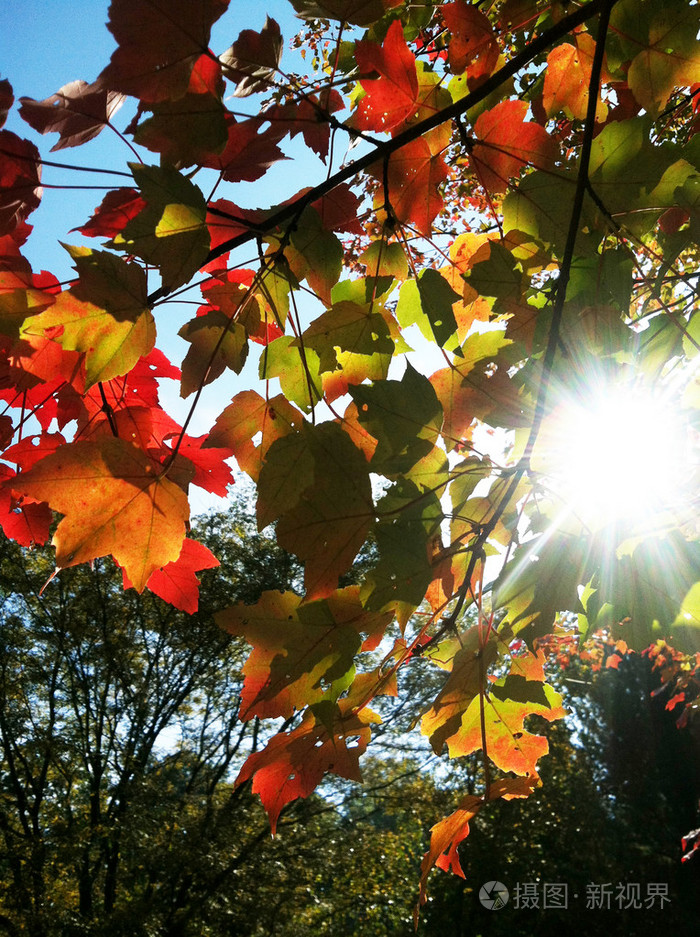 阳光透过秋天的树叶