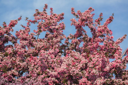 惊人的美丽的新鲜苹果树绽放的花朵对蓝天背景