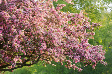 特写镜头看法新鲜美丽的苹果树绽放的花对绿色树背景