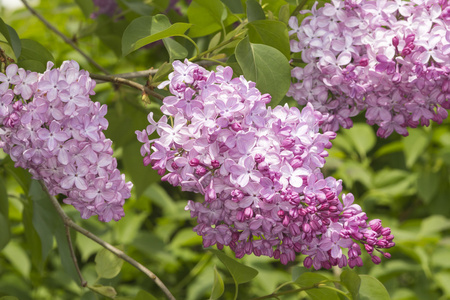 丁香花丁香