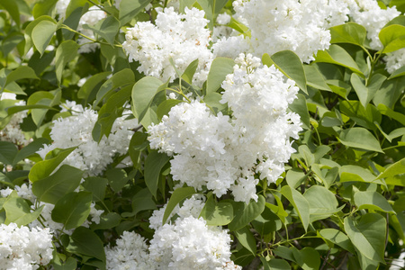 丁香花丁香