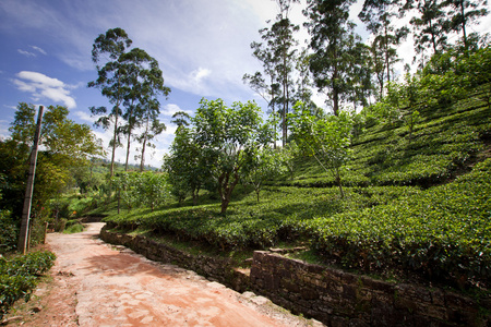 在斯里兰卡的茶叶种植园景观