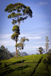 在斯里兰卡的茶叶种植园景观