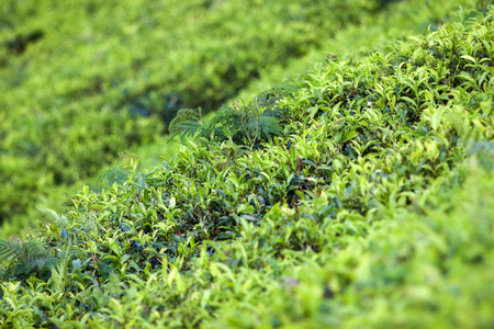 在斯里兰卡的茶叶种植园景观