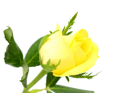黄玫瑰花朵