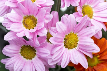 年轻的粉红色菊花花上白色孤立