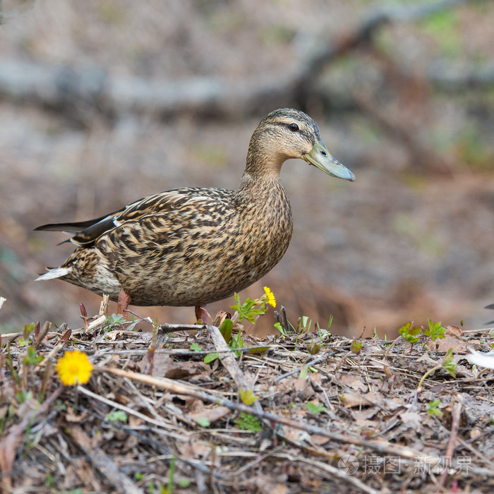 草地绿头鸭母鸭