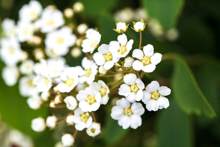 在花园里盛开的白色小花的分支。春天